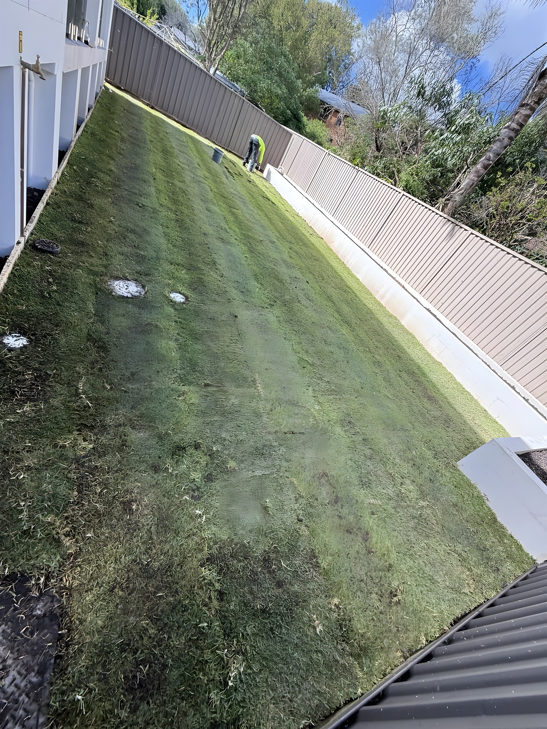 New turf laid beside a rendered garden wall in Hunters Hill