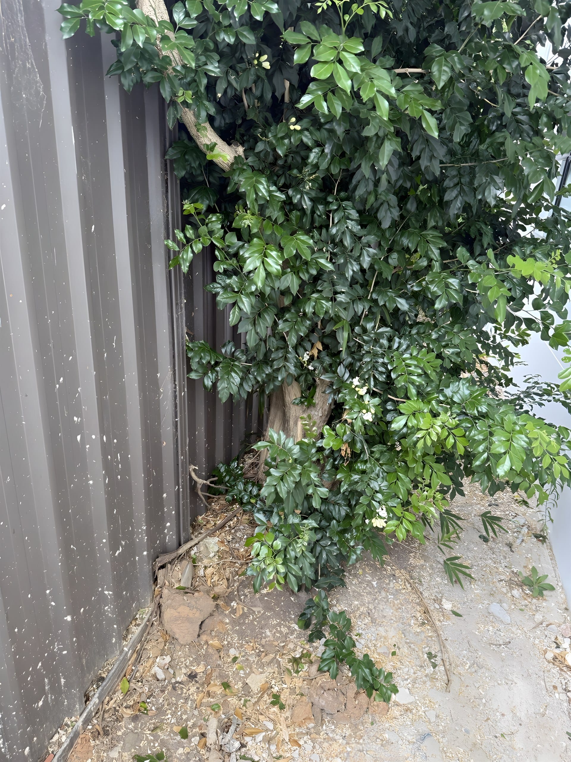 Overgrown shrub against boundary fence before clearing in Hunters Hill