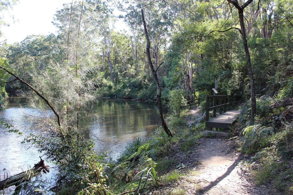 Lane Cove River track in Lane Cove National Park