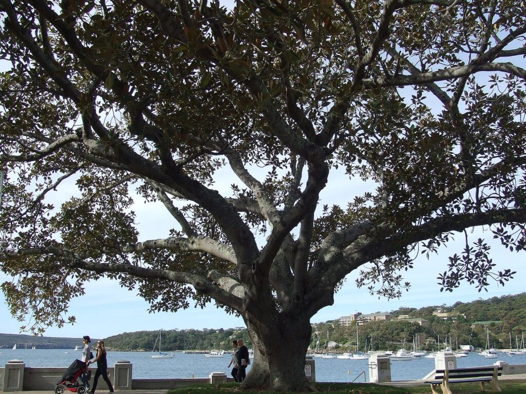 Balmoral Beach, Mosman