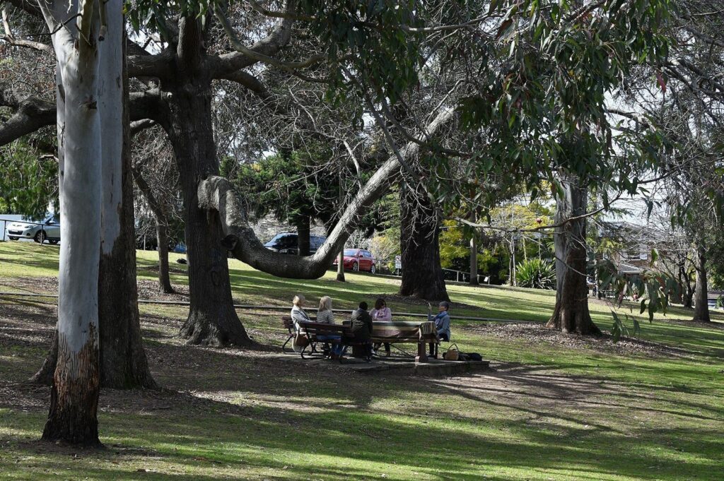 Gum trees in Pymble Park